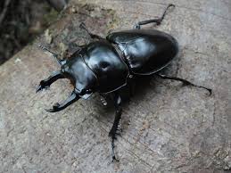 オキナワ マルバネクワガタ