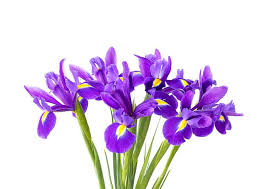 So if you have ever wondered how to thin hair using thinning scissors, we have got you covered. Iris Flower Varieties And Types Of Iris Theflowerexpert