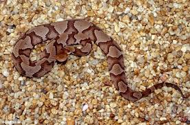 Cottonmouths are stocky snakes, with a dark brown to black back. Is This Snake Venomous What To Look For When Dealing With Snakes Snake Buddies
