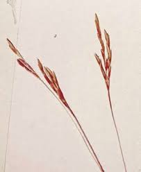 Image result for Arthraxon lancifolius