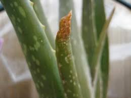 Aloe vera leaves are faintly spotted and edged ironically, aloe vera plant sunburns easily if it is suddenly exposed to full sun, which shows as brown or gray scorched spots on leaves. Forum Aloe Vera Tips Turn Brown