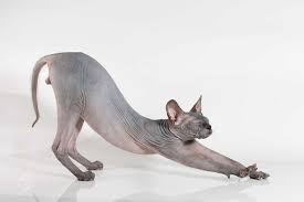 Big cat rescue corp., also known as bcr and previously known as wildlife on easy street, inc., operates an animal sanctuary in hillsborough county, florida, united states, which rescues and houses exotic cats, and rehabilitates injured or orphaned native wild cats. Sphynx Kittens For Sale Nada Sphynx Devon Rex Lykoi Cats Sphynx Sphinx Esfinge Sphynx Cats For Sal Devon Rex Kittens Cat Adoption Hairless Cats For Sale