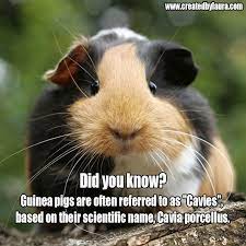 Pin On Guineapig Facts