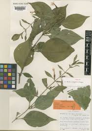 Image result for Barleria tanzaniana