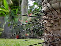 Image result for Aiphanes horrida