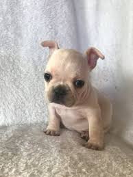 Find french bulldogs & puppies for sale across australia. French Bulldog Puppy For Sale In Charleston Sc Adn 66284 On Puppyfinder Com Gender Female Age Bulldog Puppies For Sale French Bulldog French Bulldog Puppy
