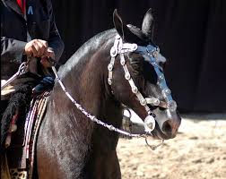 Rustic, tough and very adapted to the environment, also usually patient, agile and docile. Criollo Horse Info Origin History Pictures