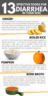 13 Foods That Can Help Ease Your Dogs Diarrhea Healthy Dog Food Recipes Dog Food Recipes Dog Has Diarrhea
