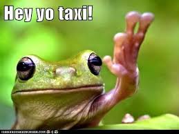 Insta Hey Yo Taxi Cute Frogs Animals Funny Animals