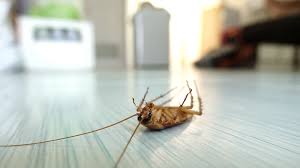This branch provides pest pest control services, bedbug control services, rodent control services, termite control services. Quick And Safe Pest Control Tonawanda Ny Bugg Control Inc