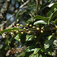 Image result for Ilex mitis