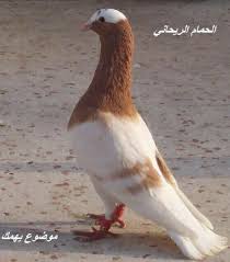 اجمل انواع الحمام واسمائها موضوع يهمك Animals Bird