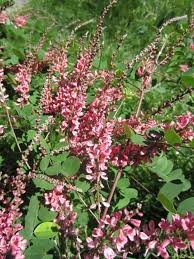 Image result for Indigofera subulata