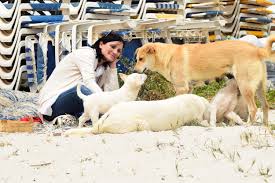 D'autres encore, que les circonstances de la vie ont jetés dans la rue ou ont amenés dans notre pays, ne peuvent compter que sur les abris de nuit ou les associations pour trouver un toit provisoire. Un Toit Pour Toi Association Cause Animale Tipeee