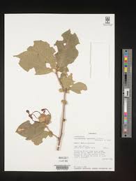 Image result for Clerodendrum capitatum