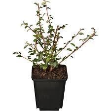 Den boden mit teppich belegen. Teppich Zwergmispel Streibs Findling Weiss Topf O Ca 9 Cm Kaufen Bei Obi