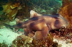 Maybe you would like to learn more about one of these? Crested Bullhead Shark Wikipedia