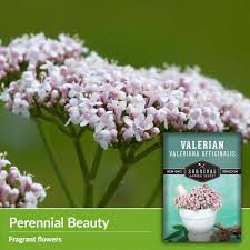 Image result for Valeriana
