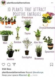 10 Plants That Attract Positive Energies Bathroomplants Plants Small Indoor Plants Best Indoor Plants