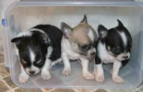 As a dog lover and if you have a teacup chihuahua or willing to have a teacup chihuahua, you will have to be aware of particular facts. Male Vs Female Chihuahuas Which Is Better