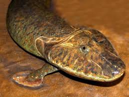 5.3.2 animals and the first soils. Tiktaalik Is An Extinct Lobe Finned Fish From The Late Devonian Period With Many Featu Prehistoric Animals Prehistoric Animals Dinosaurs Prehistoric Creatures