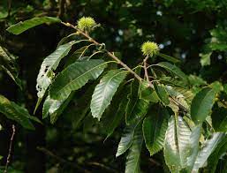 Pignut hickory trees grow on broad ridges. Chestnut Wikipedia
