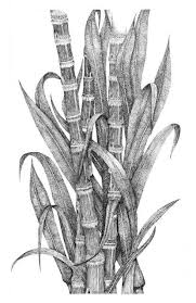 Hawaiian Sugar Cane Desenho Desenhos Para Tatuagem Ilustracao Find images of sugar cane. hawaiian sugar cane desenho desenhos