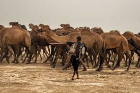 From that day the camel always has a hump. The Camel Herders Of Kutch Fountain Ink