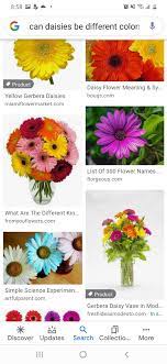 Pin By Mandie Ross On Tattoo Ideas Daisy Flower Meaning Flower Names Flower Meanings