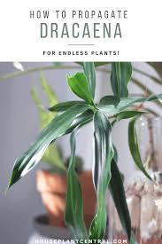 Maybe you would like to learn more about one of these? Propagating Dracaena 3 Ways To Propagate Your Dracaena Plant Houseplant Central