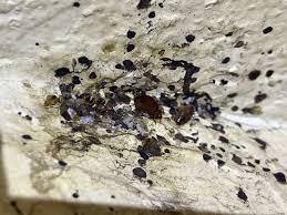 Image result for bed bugs droppings