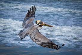 With each transaction 100% verified and the largest inventory of tickets on the web, seatgeek is the safe choice for tickets on the web. Pelican Odd By Design Graceful In Flight The San Diego Union Tribune