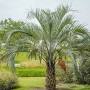 Butia capitata from www.gardenia.net