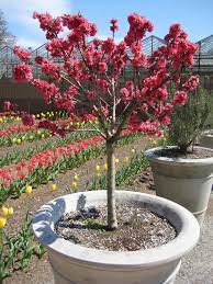 Things tagged with 'flower_pot' (1530 things). Growing Dwarf Fruit Trees Hgtv