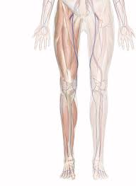 Diagram unlabeled download or read online ebook muscles diagram unlabeled in pdf format when you think of muscles, you might picture a shoulder and arm muscle diagrams. Diagram Unlabeled Leg Diagram Full Version Hd Quality Leg Diagram Beefdiagram Bellobuonoevicino It