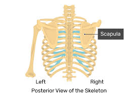 Scapular winging involves one or both shoulder blades sticking out from the back rather than lying flat. Scapula Bone Introduction