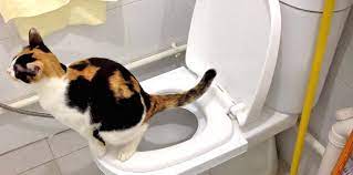 chto nuzhno znat o boleznyah mochevyvodyashih putej koshek