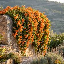 Image result for Pyrostegia