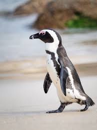 Penguin hd wallpapers, desktop and phone wallpapers. 100 Best Penguin Photos 100 Free Download Pexels Stock Photos
