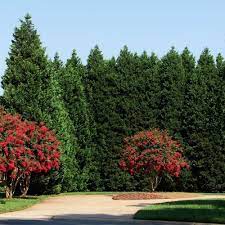 But, today, this the fungus has evolved to attack even mature leyland cypress trees. Leyland Cypress Evergreen Trees For Sale Brighterblooms Com