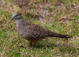 Mourning doves are often described as having a round head that looks too small for its body. Mauritian Zebra Dove Zebra Dove Barred Ground Dove Mauritius Dove Bird Geopelia Striata Small Bird Animal Avian Pxfuel