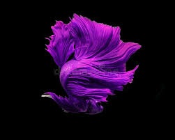 I am itching for another fishy. Purple Siamese Fighting Fish In Thailand Crowntail Betta Betta Stock Image Image Of Macro Fancy 126808673