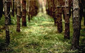 Aesthetic Forest Hd Wallpapers Wallpaper Cave