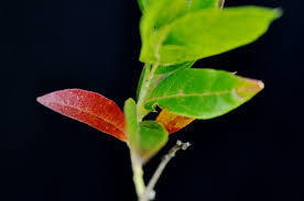 Image result for Combretum erythrophyllum