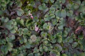 We have adopted marchantia polymorpha as a simple plant system that has an open form of development, which allows direct visualization of tagged gene expression and cellular growth in living. Marchantia Polymorpha Brunnenlebermoos On Behance