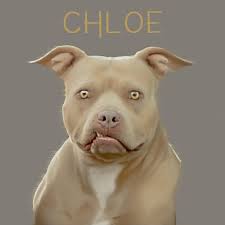 Cowgirls are the strongest, yet, most nurturing women I can think of,  nobody keeps better balance of patience and grit. . . .  #leahcablephotography #newmexicophotographer #posepatch  #inspiringteensmagazine #seniorsznmagazine #seniorimagefeature ...