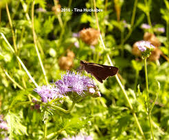 Image result for Dicliptera minor