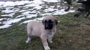 Kangal Kopegi Nasil Saldirganlasir Kangal Kopegi Kopek Hayvan