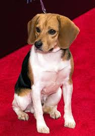 Meet The Cute John Wick Co Star Who Stole Keanu Reeves Heart Beagle Dog Keanu Reeves Beagle