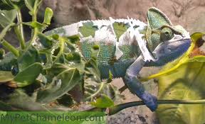 We did not find results for: Shedding Skin In Chameleons My Pet Chameleon